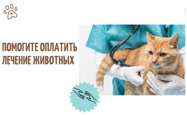 Thumbnail for - Помогите оплатить лечение животных в декабре